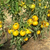 томат желтоплодный (2).JPG